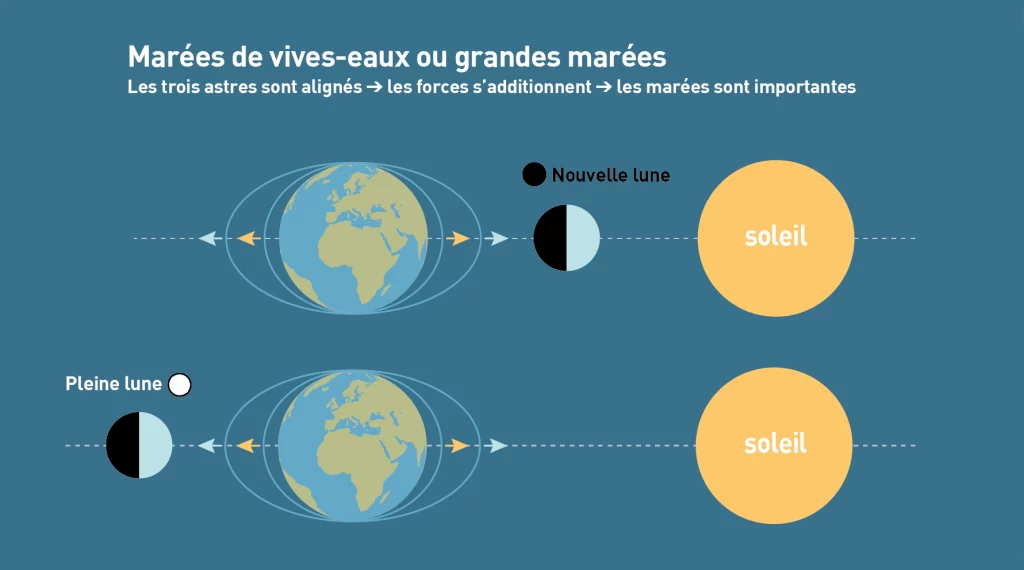 Infographie des positions des astres en vives-eaux et mortes-eaux
