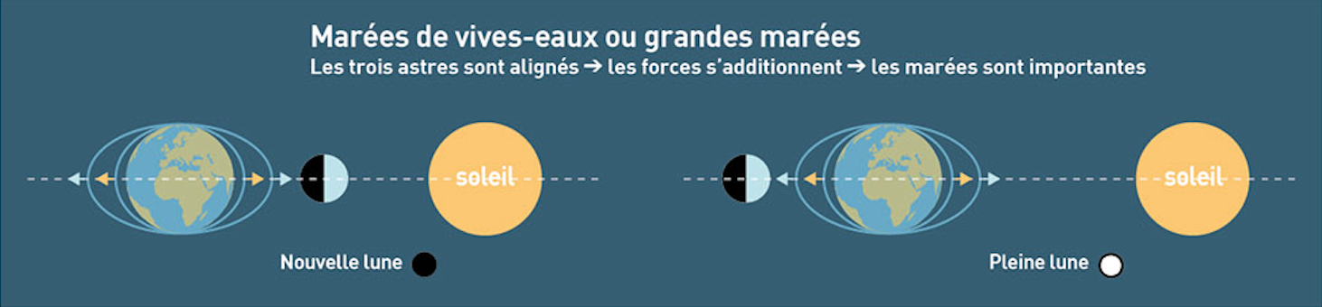 Infographie de la position des astres, terre, lune et soleil en période de vives-eaux et grandes marées