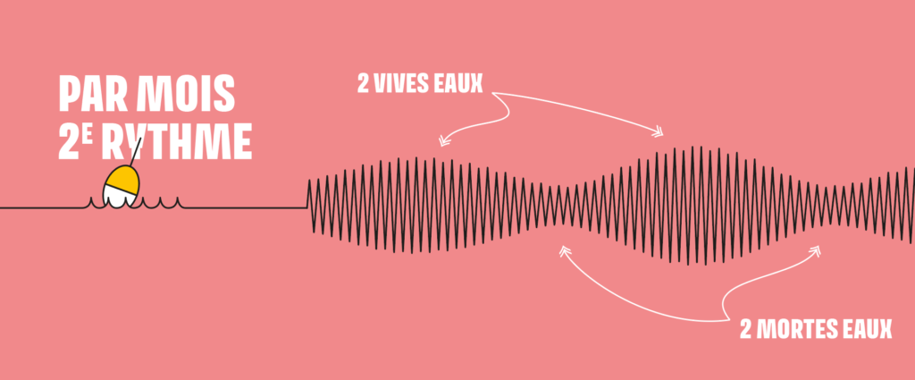 Deux périodes de mortes-eaux et deux périodes de vives-eaux par mois. Infographie.