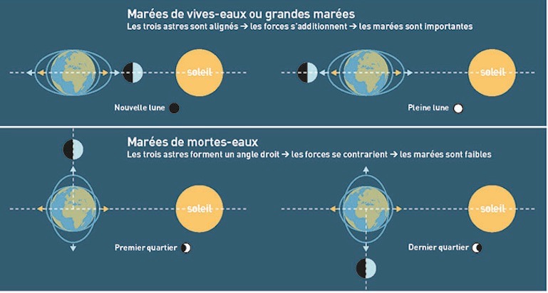 Schémas des périodes de marées : vive-eau et morte-eau